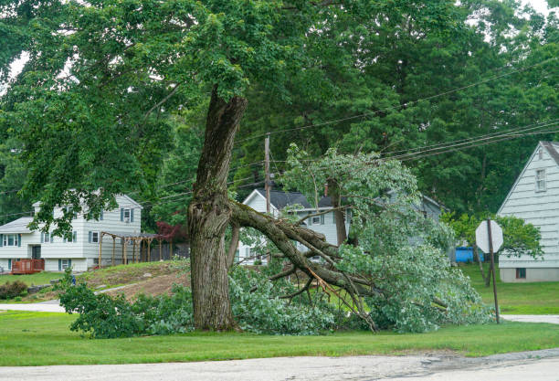 How Our Tree Care Process Works  in  Douglas, AZ